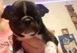 Frug Puppy. Male