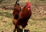 FREE Roosters Ready For a Forever Home