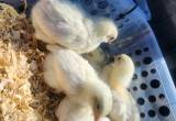 white leghorn chicks