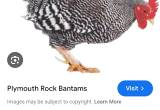 looking for a bardrock batham rooster