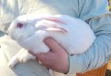 new zealand buck rabbit