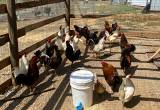 Roosters for sale