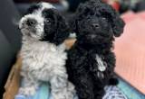 F1bb Mini Goldendoodle Puppies