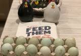 Ameraucana chicken FERTILZED eggs