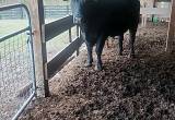 black angus bull