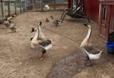 Geese, Goslings, and ducks