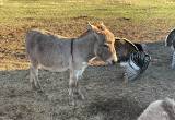 Mini Donkeys for Sale