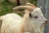 young billy goat white