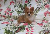 CKC. Reg Pomeranian Puppies