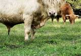 white highland bull