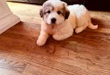 great pyrenese puppy