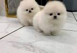 Awesome Pomeranian puppies available