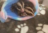 Four sugar gliders for sale