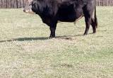 Bull For Sale