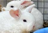 Rex and Mini Plush lop bunnies