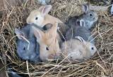 baby rabbits