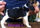 AKC Registered Beagle Puppies