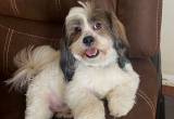 lhasa apso puppies