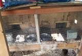 Rabbits Hutch