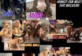 AmStaff/ APBT puppies