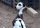 Crested Duck