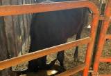 young hereford angus mix bull