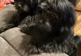 2 male bonded shihpoo MUST GO TODAY