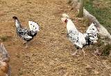 Breeding Pair Appenzeller Spitzhauben