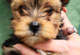 Yorkie Female Puppy Available Now