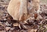 French Lop Bunny