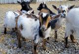 Nigerian Dwarf Baby Doeling Goats