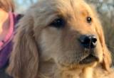 Beautiful AKC Male Golden Retriever Pup