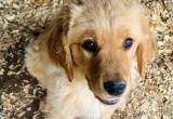 male Golden Retriever puppies