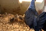 Silver duck wing bantams