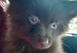 Female Pomeranian Full blooded