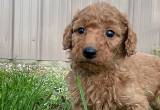 F1B Goldendoodle pups