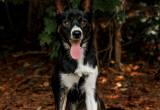 Border Collie Mix