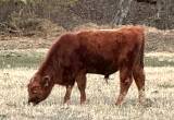 Red Angus bull 550 to 600 weight