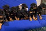 Doberman Puppies