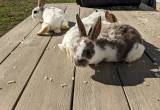 Standard Rex Rabbis- 8 weeks old