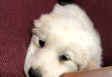 great pyrenees