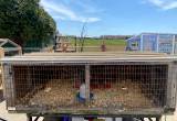 chicks, chick brooder rabbit hutch