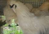 Silkie Roosters