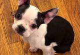 CKC female boston terrier