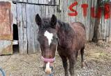 Appaloosa bashkir curly and half quarter