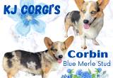 registered corgis