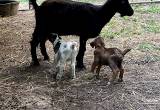 Lamancha Nanny Goat