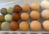 Free Range Colorful Chicken Eggs