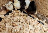 silkie mix chicks