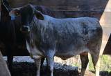 5 year brahman cow